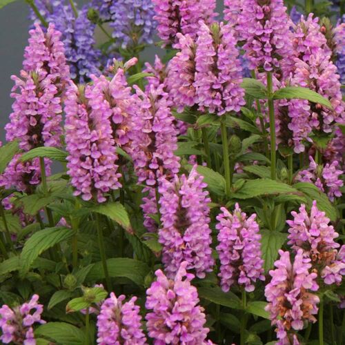 Котовник жилковатый Пинк Кэт/Nepeta nervosa Pink Cat Р1,5
