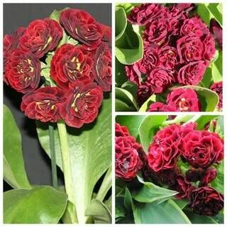 Примула ушковая Кримсон Глоу/Primula auricula Crimson Glow С 1,5