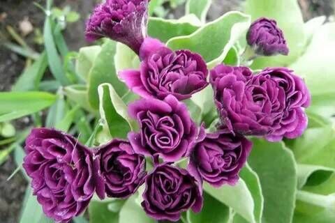 Примула ушковая Ксавьер/Primula auricula Xaver Light С3