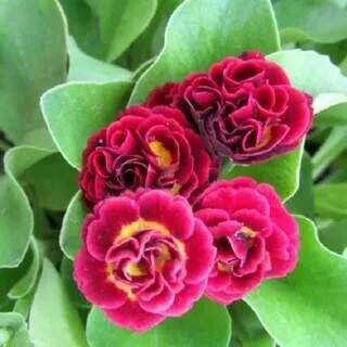 Примула ушковая Пегасус/Primula auricula Pegasus С3