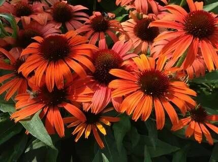 Эхинацея пурпурная Оранж Скиппер/Echinacea purpurea Orange Skipper С3