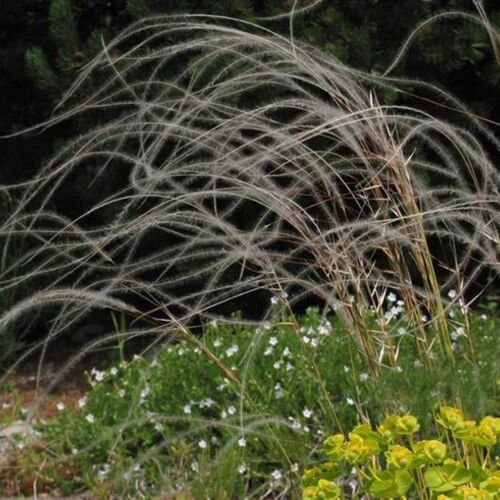 Ковыль перистый/Stipa pennata