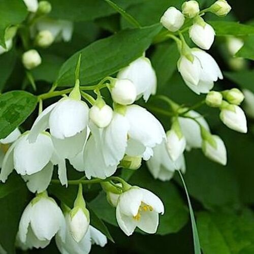 Чубушник венечный Воздушный десант/Philadelphus coronarius Vosduschny Desant С5