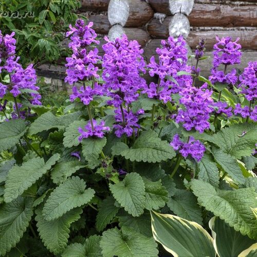 Чистец крупноцветковый Суперба/Stachys grandiflora Superba Р1.5