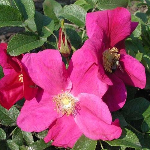 Роза Ругоза/Rosa Rugosa 50-150 С10
