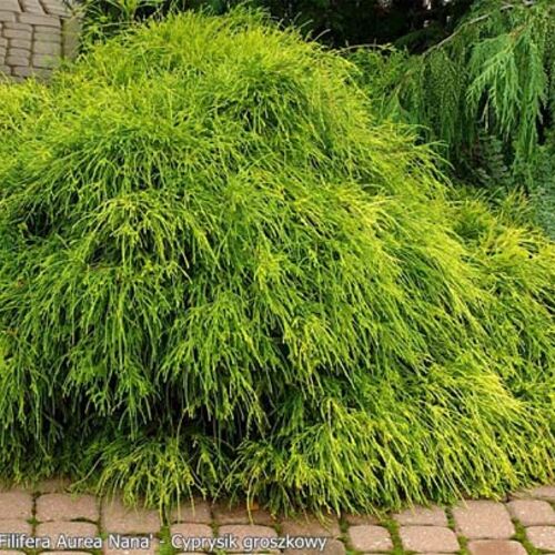 Кипарисовик горохоплодный Филифера Нана/Chamaecyparis pisifera Filifera Nana 40-60 С5