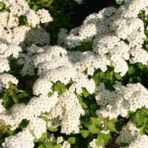Спирея ниппонская Халвард Сильвер/Spiraea nipponica Halwards Silver 100-120 С5