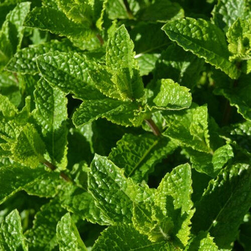 Мята Касабланка/Mentha Casablanca Р1