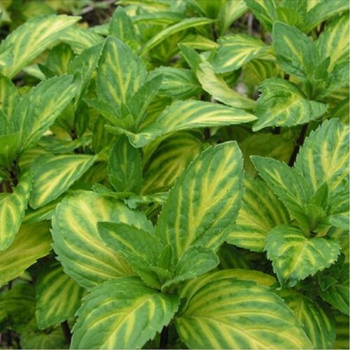 Мята Джинжер/Mentha Ginger Р1