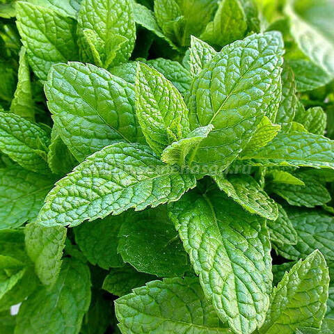 Мята Якима/Mentha Yakima Р1