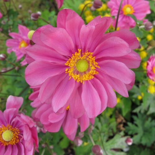 Анемона (ветреница) японская Принц Генрих/Anemone japonica Prinz Heinrich Р1,5