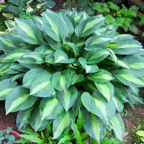 Хоста гибридная Стриптиз/Hosta hybrid Striptease