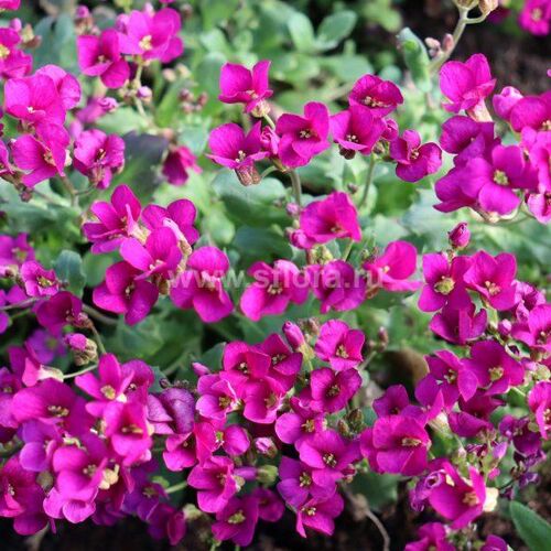 Арабис кавказский Литл Треже Дип Роуз/Arabis caucasica Little Treasure Deep Rose Р1,5