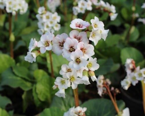 Бадан сердцелистный Джелле/Bergenia cordifolia Jelle P1.5