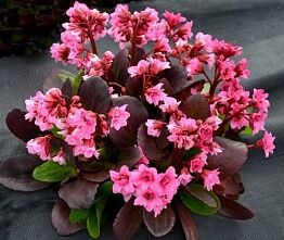 Бадан сердцелистный Флирт/Bergenia cordifolia Flirt P1,5