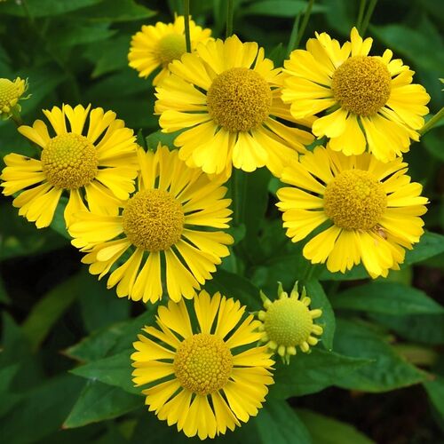 Гелениум гибридный Мариачи Сомбреро/Helenium hybride Mariachi Sombrero Р1,5