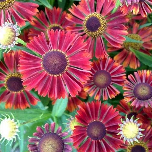 Гелениум гибридный Марьячи Ранчера/Helenium hybride Ranchera Р1,5