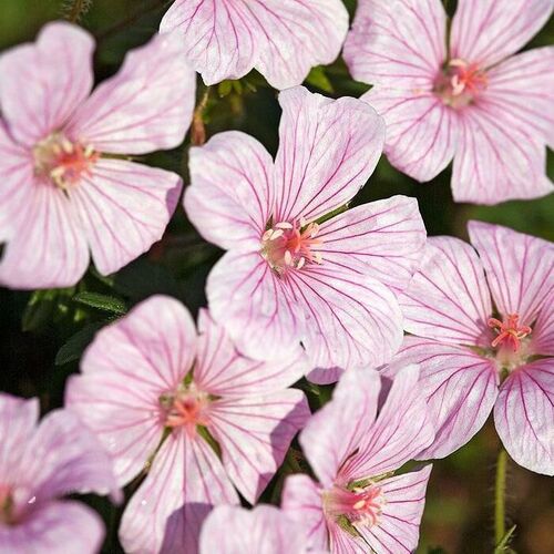 Герань луговая Пинк Пуфф/Geranium pratense Pink Pouffe Р1,5