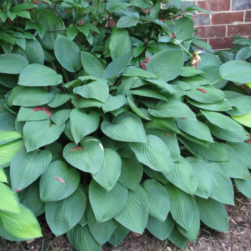 Хоста гибридная Гиацинтина/Hosta hybrid Hyacinthina C5