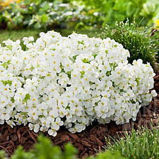 Арабис кавказский Сноукэп/Arabis caucasica Snowcap Р1,5