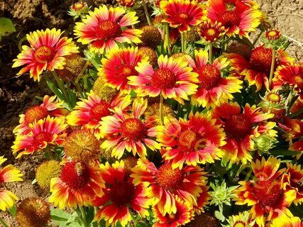 Гайлардия гибридная Бремен/Gailardia hybrida Bremen Р1,5