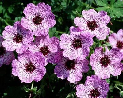 Герань пепельная Балерина/Geranium cinereum Вallerina Р1,5