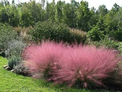Мюленбергия волосовидная/Muhlenbergia capillaris Р1,5