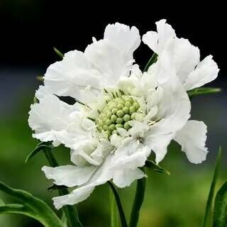 Скабиоза кавказская Перфекта Альба/Scabiosa caucasica Perfecta Alba Р1,5