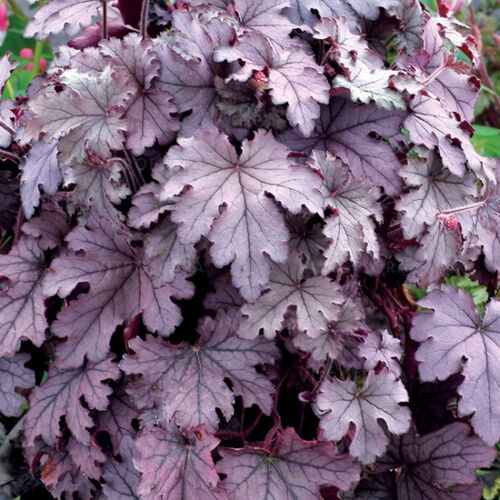 Гейхера гибридная Плам Каскад/Heuchera hibrid Plum Сascade Р1,5