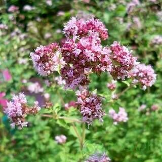 Душица обыкновенная Пончо/Origanum rotundifolium Poncho Р1,5