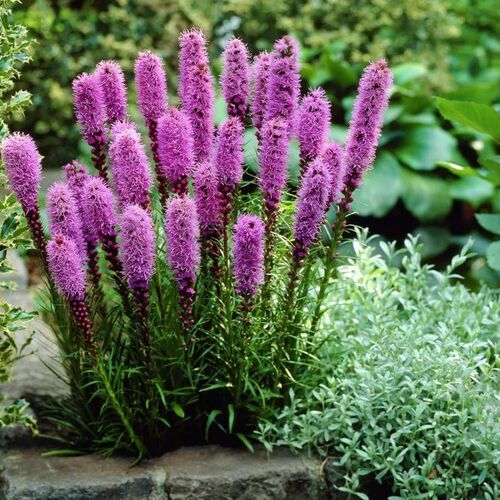 Лиатрис колосковый Кобольд/Liatris spicata Kobold Р1,5