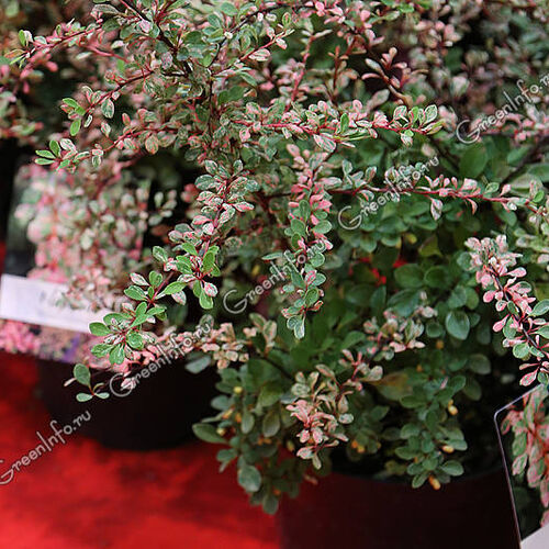Барбарис Тунберга Наташа/Berberis thunbergii Natasza 40-60 C5