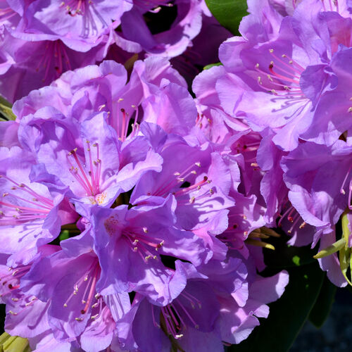 Рододендрон катевбинский Боурзаулт/Rhododendron catawbiense Boursault С5