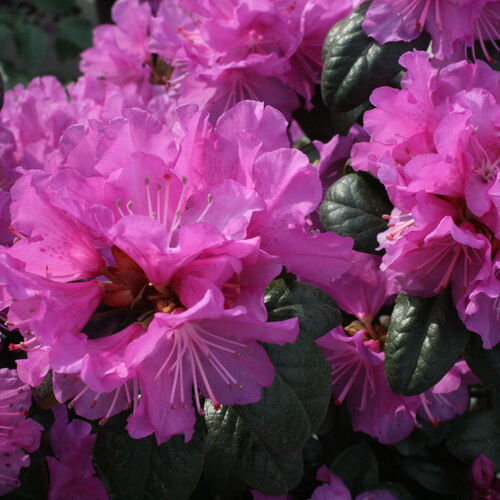 Рододендрон каролинский П.Ж.М. Элит/Rhododendron carolinianum P.J.M. Elite C5