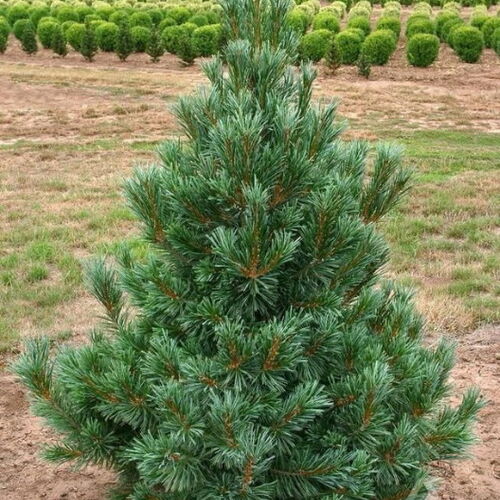 Сосна гибкая Вандерфулс Пирамид/Pinus reflexa Vanderwolfs Pyramid 40-60 С5