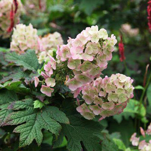 Гортензия дуболистная Эпплауз/Hydrangea quercifolia Applause С3