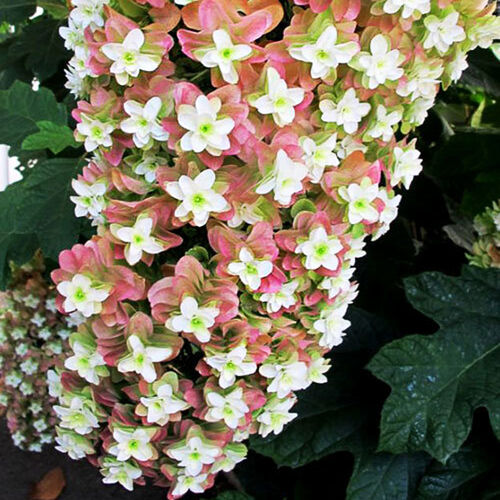 Гортензия дуболистная Сноуфлейк/Hydrangea quercifolia Snowflake С3