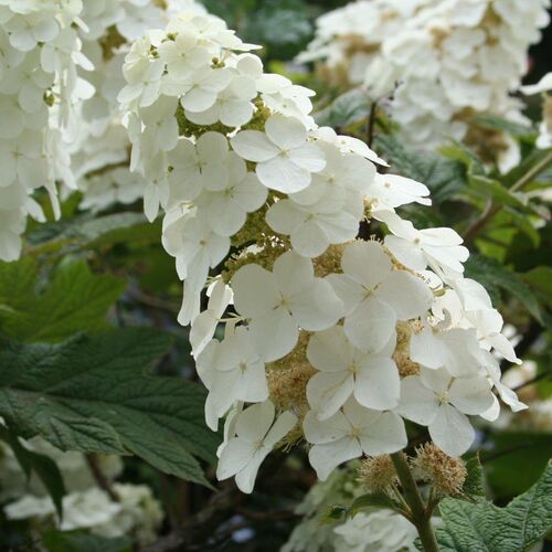 Гортензия дуболистная Сноу Квин/Hydrangea quercifolia Snow Queen С3