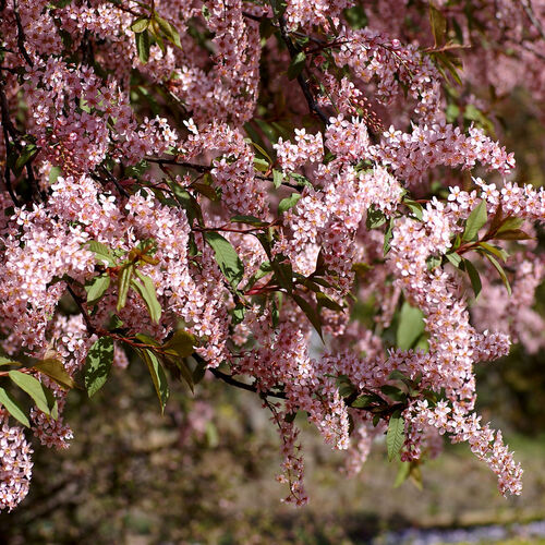 Черемуха обыкновенная Колората/Prunus padus Colorata 80-100 С5 (куст)