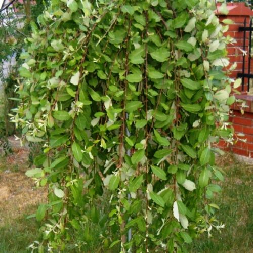 Ива козья Пендула/Salix caprea Pendula C15 Pa180