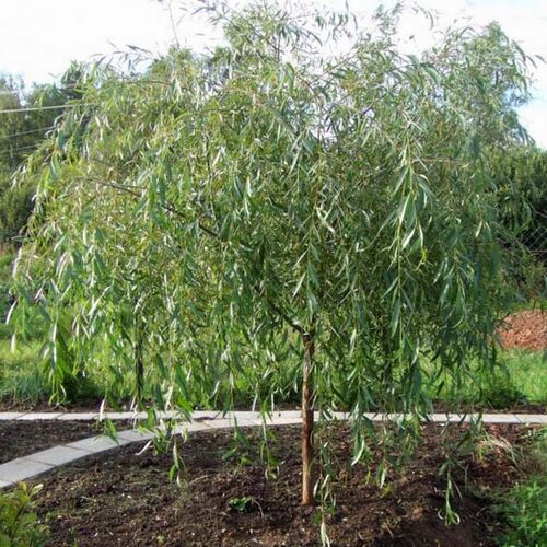 Ива гибридная Тухимо/Salix hybrida Tuhkimo 100-120 C3
