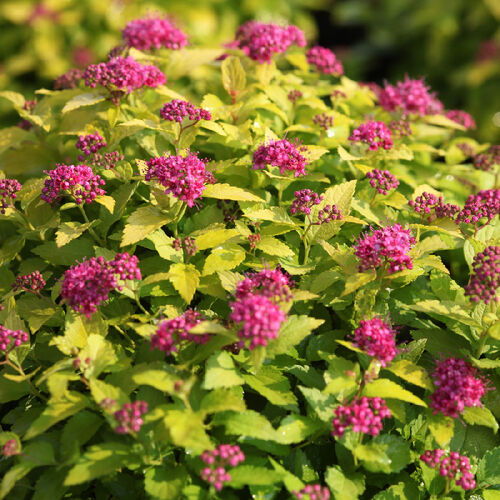 Спирея японская Кэндллайт/Spiraea japonica Candelight 20-30 С2