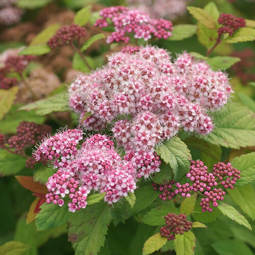 Спирея японская Дабл Плей Биг Бэнг/Spiraea japonica Double Play Big Bang 15-20 С2