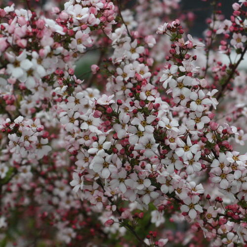 Спирея Тунберга Фуджино Пинк/Spiraea thunbergii Fujino Pink 100-120 С3