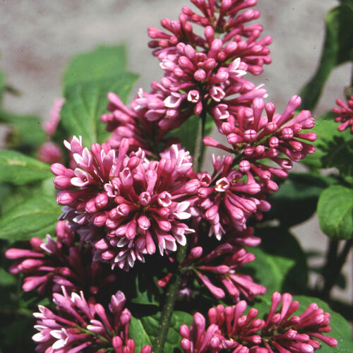 Сирень Престон Базиа/Syringa prestoniae (x) Basia 40-60 С5