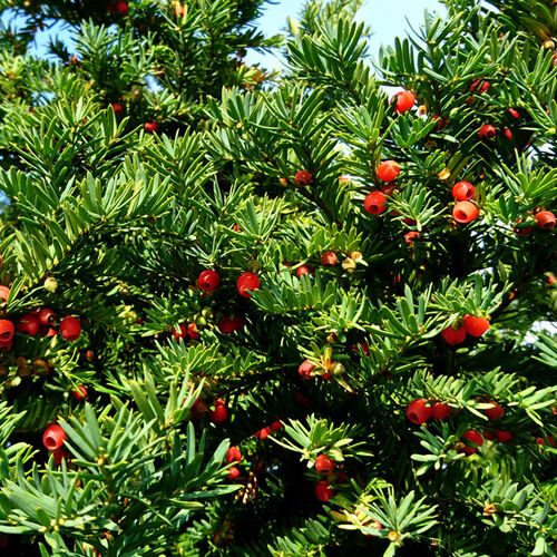 Тис ягодный/Taxus baccata 80-100 С15