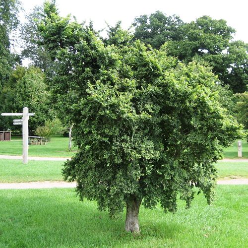 Вяз малый Жаклин Хилер/Ulmus minor Jacqueline Hillier С5