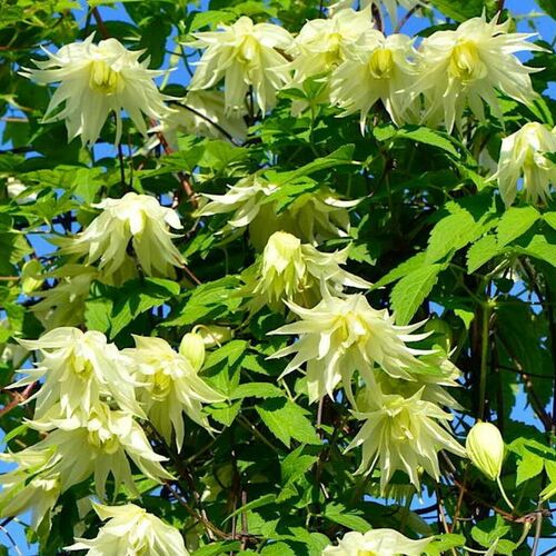 Княжик альпийский Лемон Бьюти/Atragene alpina Lemon Beauty Р2