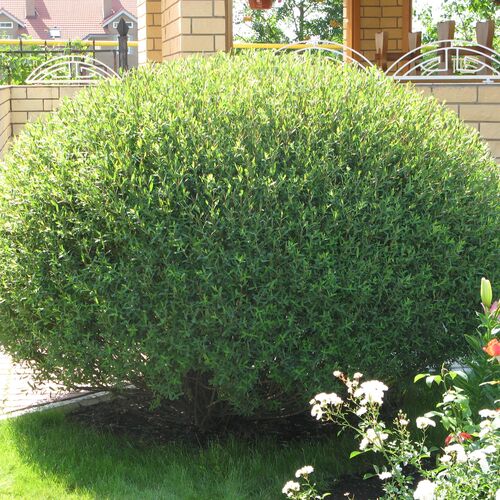Ива пурпурная Нана/Salix purpurea Nana 40-60 C7,5