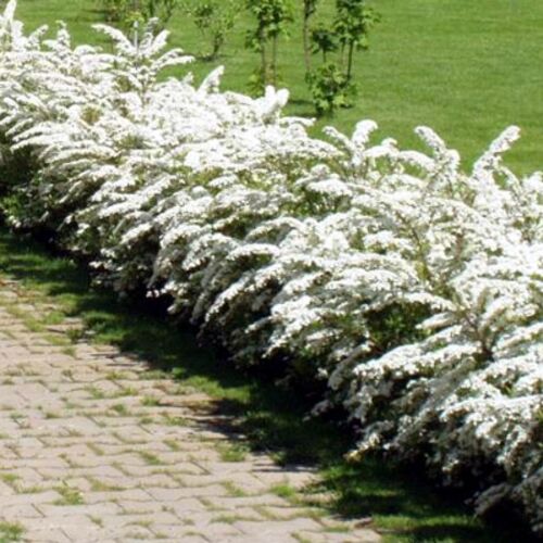 Спирея ниппонская/Spiraea nipponica 50-60 С5